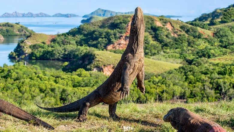 Pulau Komodo Pulau Komodo
