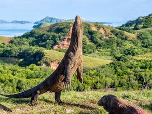 Terkuak! Alasan Harga Tiket Pulau Komodo Naik Jadi Rp 3,7 Juta