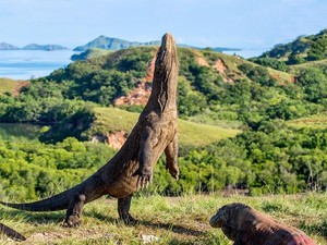 Saingan Makin Ketat, Pemerintah Ingin Permudah Akses ke TN Komodo