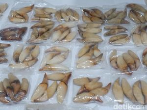 Penyelundupan Taring Beruang Berhasil Digagalkan di Bandara Pekanbaru