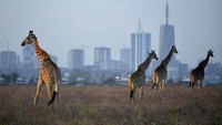 Umat Muslim di Kota Nairobi, Kenya pun menjalankan puasa selama 13 jam 17 menit dalam sehari. Stuart Franklin/Getty Images.