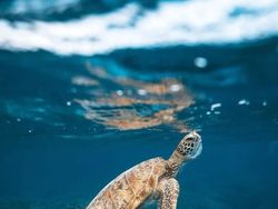 Karya Memukau Finalis Kontes Foto Natgeo Travel Kategori Alam