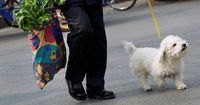 Pemilik Toko Ini Berikan Telur Gratis Sebagai Pengganti Kotoran Anjing