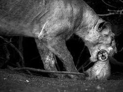 Karya Memukau Finalis Kontes Foto Natgeo Travel Kategori Alam