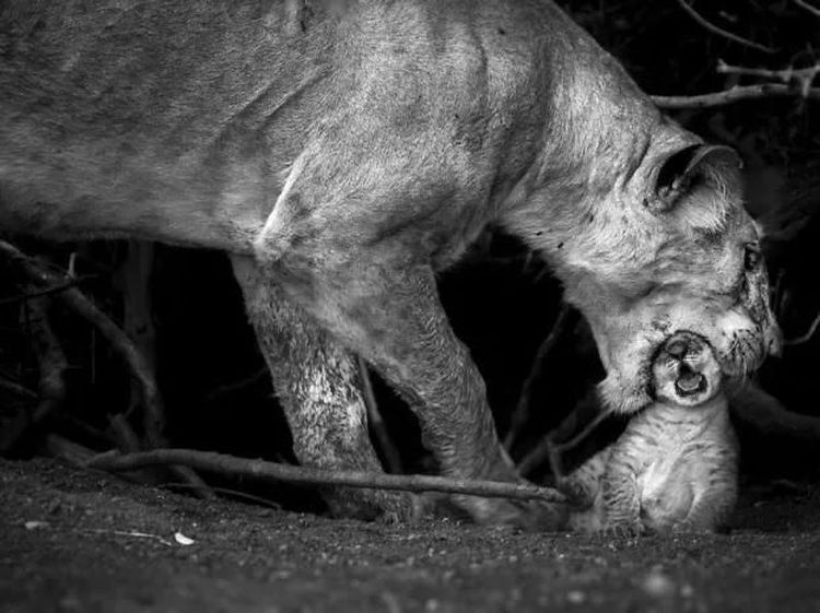 Karya Memukau Finalis Kontes Foto Natgeo Travel Kategori Alam