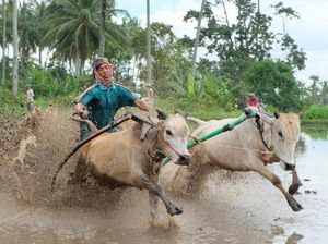Pacu Jawi, Event Wajib Pecinta Fotografi di Tanah Datar