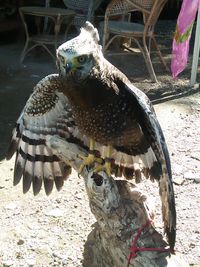 99 Gambar Burung Elang Ular Bido HD Gambar Hewan 99 Gambar Burung Elang Ular Bido HD Gambar Hewan