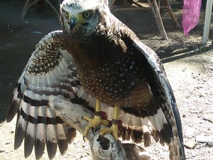 BKSDA Yogyakarta Mulai Lakukan Pelepasliaran Burung-burung Langka