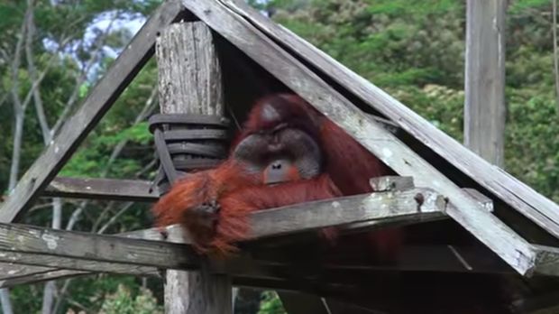 Tur Balikpapan, Ada Patung Buddha Tidur Sampai Penangkaran Orangutan