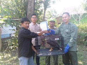 Warga Majalengka Selamatkan Elang-Ular Bido ke BBKSDA Jabar