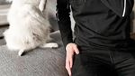 Suka Pizza, Begini Gaya Alan Walker Saat Sedang Kulineran