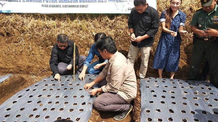 Harga Lagi Mahal, Petani Mulai Tanam Bawang Putih