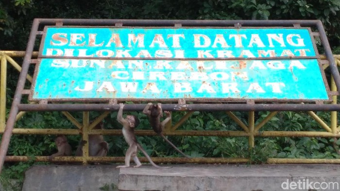 Ngabuburit Bareng Monyet di Petilasan Sunan Kalijaga Cirebon