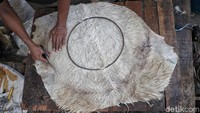 Setelah kering, kulit itu akan diukur dan digunting sesuai dengan diameter kayu atau badan bedug.
