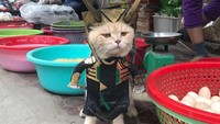Masih dengan kostum Loki, kucing ini seperti sedang berjalan-jalan di pasar. Loki mau belanja apa ya? Foto: instagram @dog1501