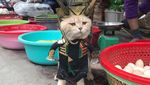 Lucunya Kucing Berkostum Avengers yang Pintar Jualan Daging hingga Sayuran