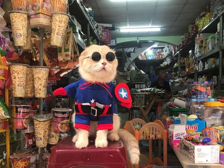 Lucunya Kucing Berkostum Avengers yang Pintar Jualan Daging hingga Sayuran