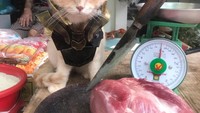 Pemilik kucing ini terbilang rajin dan kreatif membuat kostum untuk kucingnya. Kali ini kucing berbulu lebat ini hadir dengan kostum avengers.  Foto: instagram @dog1501