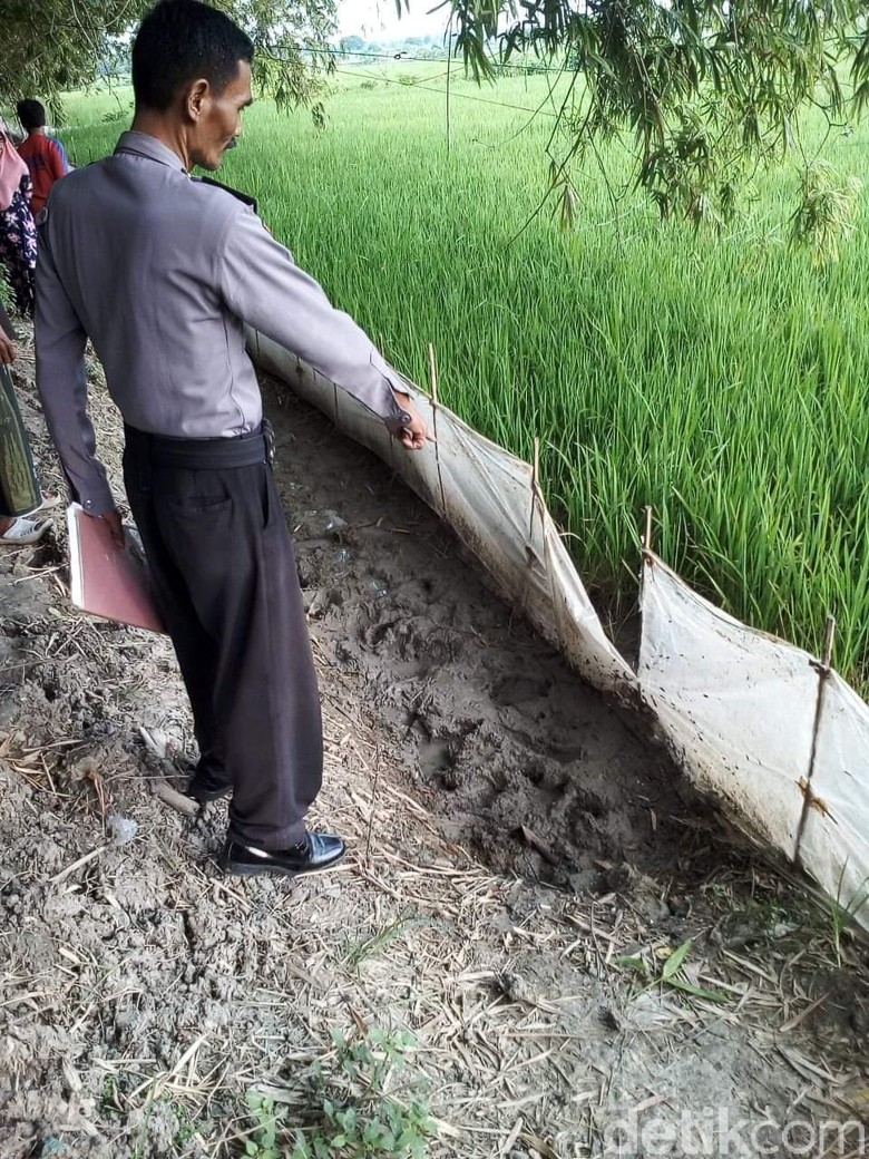 Jebakan Tikus Makan Korban, Seorang Petani Tewas Tersetrum Jebakan Tikus Makan Korban, Seorang Petani Tewas Tersetrum