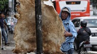 Selanjutnya kulit itu akan dijemur dengan cara dipanteng atau digelar agar tidak mengerut.