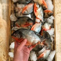 Bawa Puluhan Ikan Piranha Amazon, Chef Ini Diinterogasi Petugas Bandara