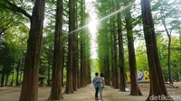 Pulau Nami berada di Sungai Han, dapat ditempuh sekitar 1 jam perjalanan dari Seoul (Afif Farhan/detikTravel)