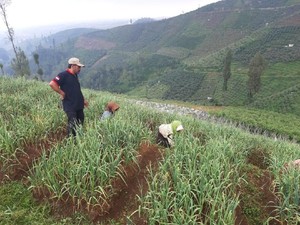 Pasuruan Jadi Target Penuhi Swasembada Bawang Putih 2021