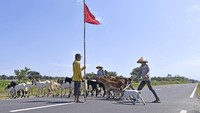 Namun, saat melintas dijalan desa, para pengguna harus extra berhati-hati yah. Karena harus berbagi jalan dengan hewan ternak milik warga yang akan menyeberang dibeberapa titik wilayah. Seperti di kebumen ini.