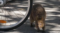Quokka masih bersaudara dengan Walabi, mereka tidak merasa takut terhadap manusia. Namun traveler dilarang memberi mereka makanan manusia (Masaul/detikcom)