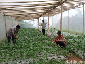 Sayuran Organik dari Lereng Merbabu Kini Bisa Dipesan Online