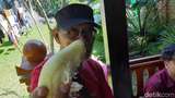 Musim Durian Segera Usai, Buruan Pesan Online untuk Buka Puasamu