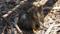 Pulau ini menjadi tempat tinggal hewan ikonik Austalia Barat. Namanya adalah Quokka (Setonix brachyurus) (Masaul/detikcom)