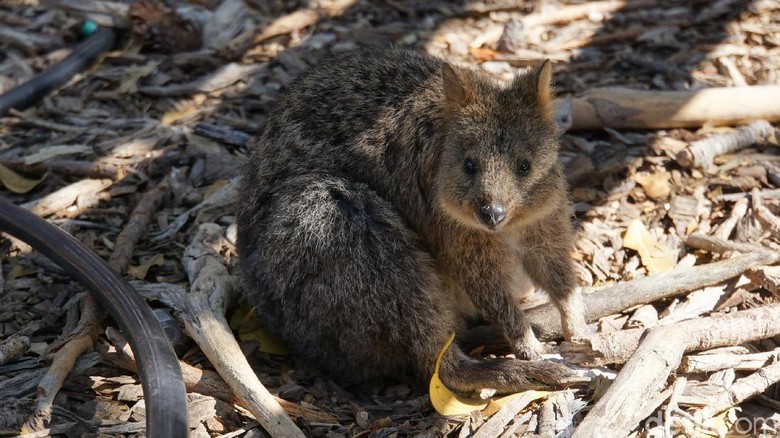 19++ Jual hewan quokka download