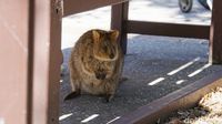Rottnest Island, Tempat Wisata di Australia Barat yang Ajaib