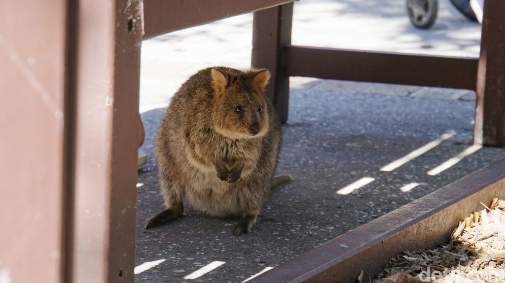 Pulau Rottnest di Australia Barat