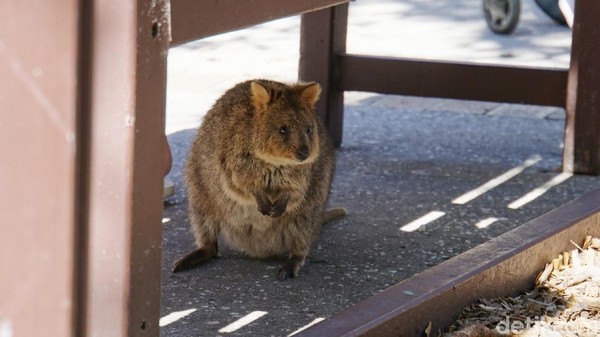 Quokka di kolong kursi. Inilah marsupial mini yang amat lucu dan menggemaskan yang hanya bisa ditemukan di sana (Masaul/detikcom) Quokka di kolong kursi. Inilah marsupial mini yang amat lucu dan menggemaskan yang hanya bisa ditemukan di sana (Masaul/detikcom)