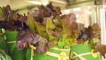 Supermarket Ini Ganti Bungkus Plastik Pakai Daun