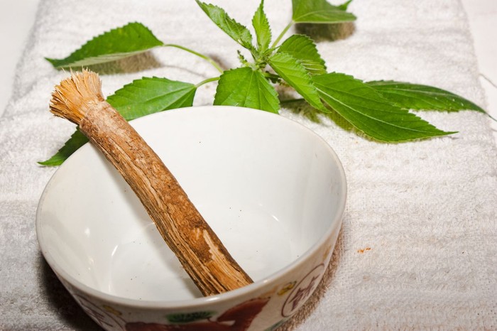 Toothbrush and old islamic traditional natural toothbrush Miswak (Salvadora persica) was used by the Babylonians some 7000 years ago and Greek, Roman empires and also by ancient Egyptians and Muslims