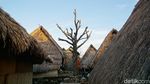 Penampakan Pohon Cinta di Lombok