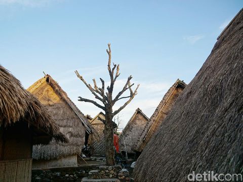 pohon cinta desa sade