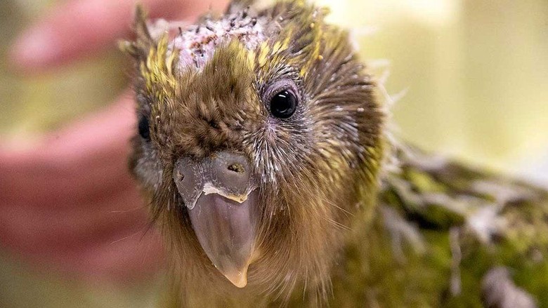 Burung Beo Kakapo yang Terancam Punah Menjalani Operasi Otak Burung Beo Kakapo yang Terancam Punah Menjalani Operasi Otak