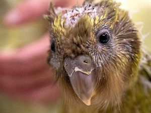 Burung Beo Kakapo yang Terancam Punah Menjalani Operasi Otak