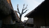 Keliling Desa Sade di Lombok Tengah kamu akan melihat sebuah pohon kering yang berada di tengah-tengah desa. (Syanti/detikcom)