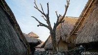 Pohon ini berada di belakang rumah dan tatkala malam jarang orang yang lewat. Karena sepi inilah, pohon cinta ini menjadi tempat yang pas untuk bertemu, sebelum muda-mudi Desa Sade kawin lari. (Syanti/detikcom)