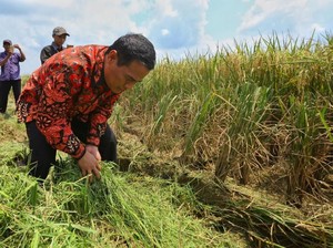Kementan Sebut Programnya Mampu Tekan Inflasi Pangan