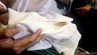 Helaian rambut milik baginda Rasul disimpan dalam sebuah tabung kaca. Dok. Ist