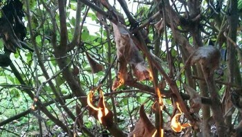 Daunnya seperti terbakar ya detikers, padahal pantulan sinar matahari. Foto: Bored Panda