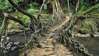 Jembatan Akar di State of Meghalaya, India. Jembatan semacam ini ada di seluruh Timur Laut India. Keunikannya, jembatan ini dari akar pohon karet yang masih hidup. Perlu waktu satu setengah dekade untuk membuatnya. Foto: via Trend Chaser