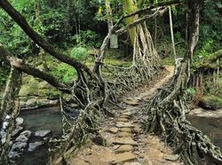 Potret Jembatan Unik dan Menakjubkan di Berbagai Negara