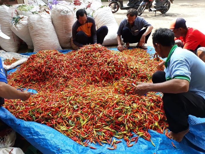 Cabai petani Tuban/ Foto: Kementan Cabai petani Tuban/ Foto: Kementan